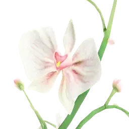 Orchidées climatiques