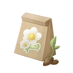 Graine de pâquerette