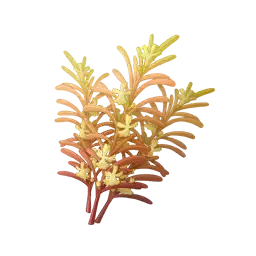 Brindarôme de curcuma