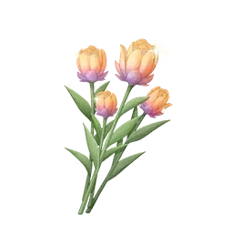 Tulicoupe nacre bicolore