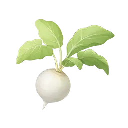 Racine sucrée laiteuse