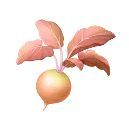 Racine sucrée caramel