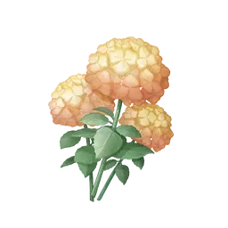 Pompétale mielleux bicolore